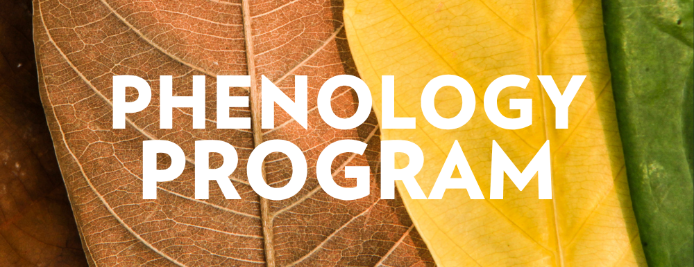 Phenology